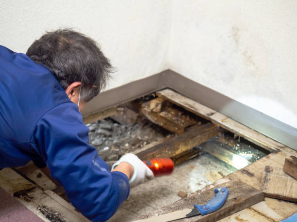 Best Mold Remediation for Specific Building Types in Bloomington, IL