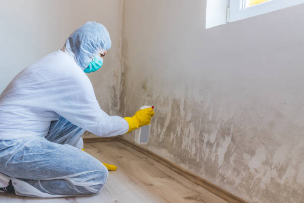 Best White Mold Remediation in Bloomington, IL