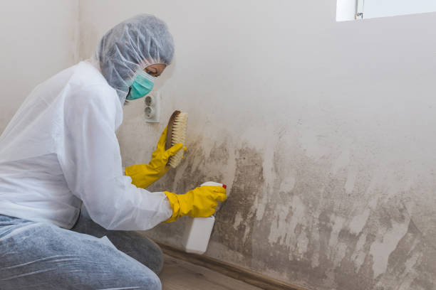 Best Mold Remediation for Specific Building Types in Bloomington, IL