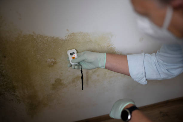 Best Residential Mold Remediation in Bloomington, IL