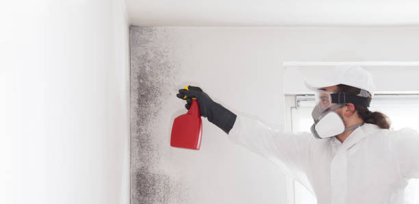 Best Commercial Mold Remediation in Bloomington, IL