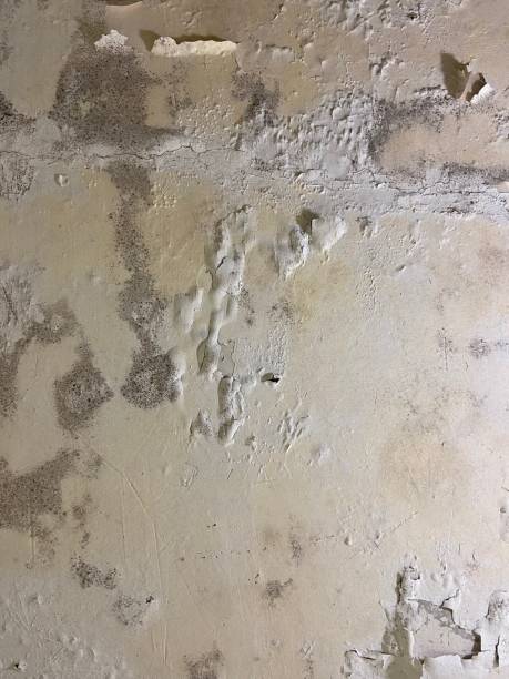Best White Mold Remediation in Bloomington, IL