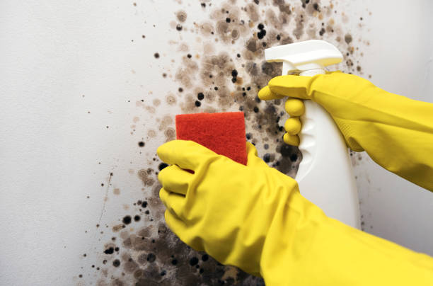 Best Emergency Mold Remediation in Bloomington, IL