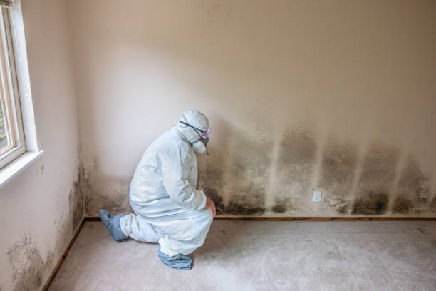 Best Industrial Mold Remediation in Bloomington, IL