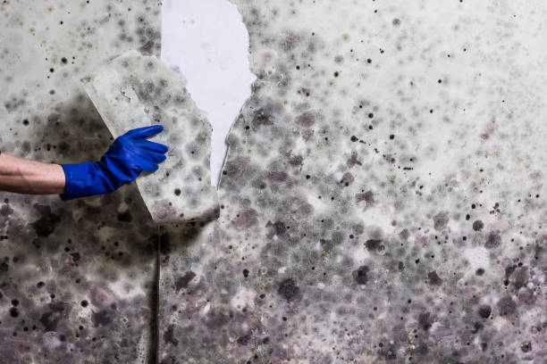 Best Crawl Space Mold Remediation in Bloomington, IL